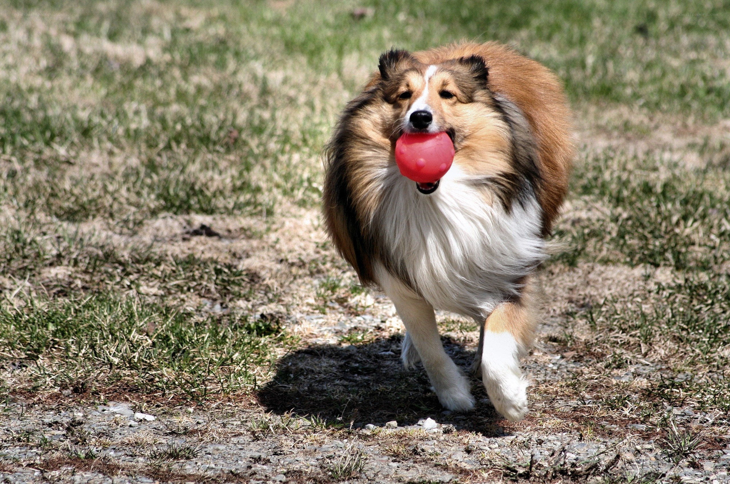 Dog running with toy