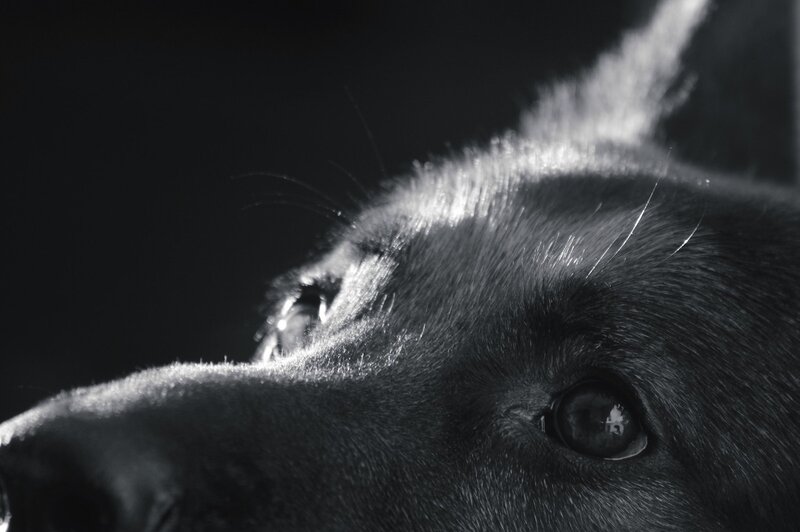 Dog's Face in Profile
