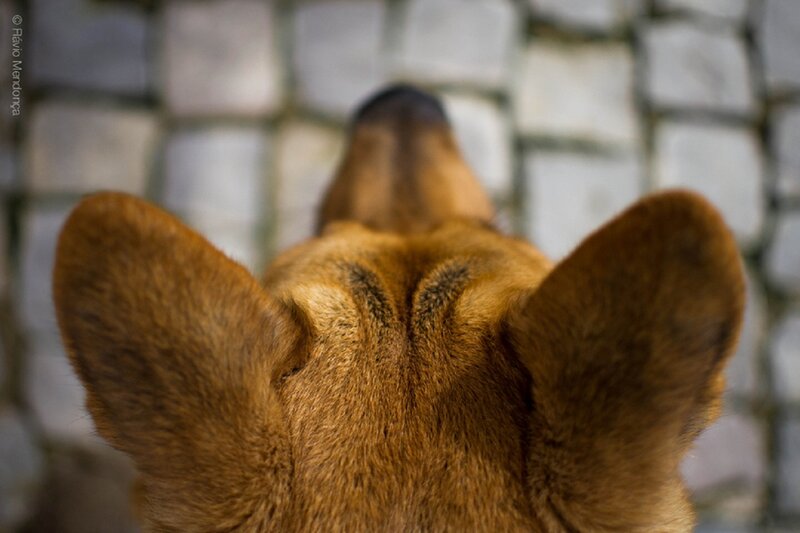 Dog's Head from Behind
