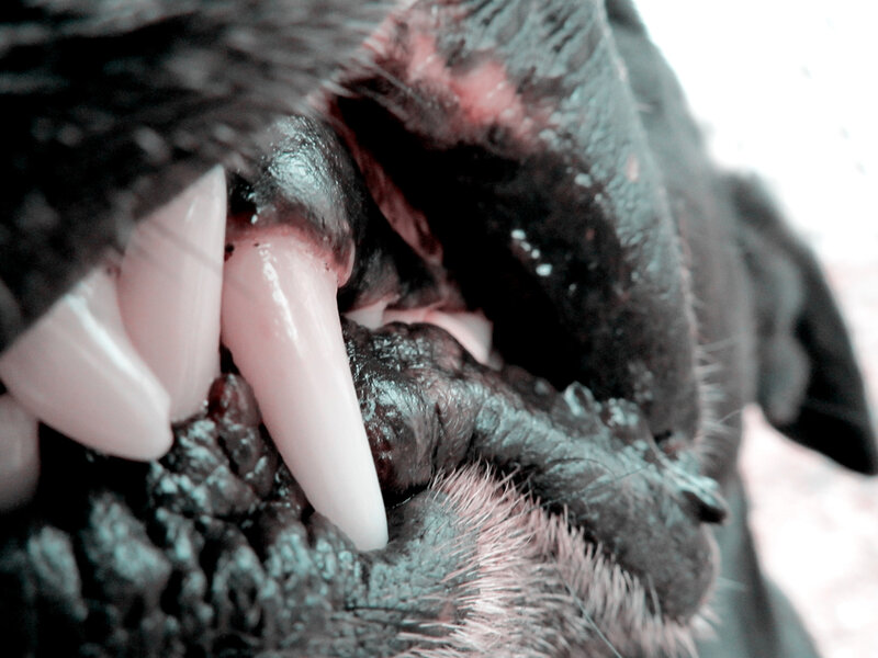 Dog's Open Mouth