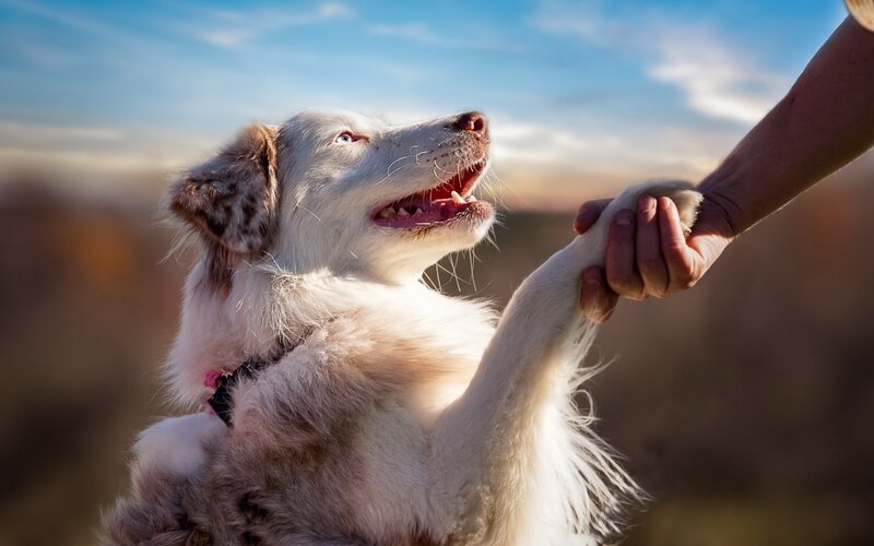 Dog Shaking Hands