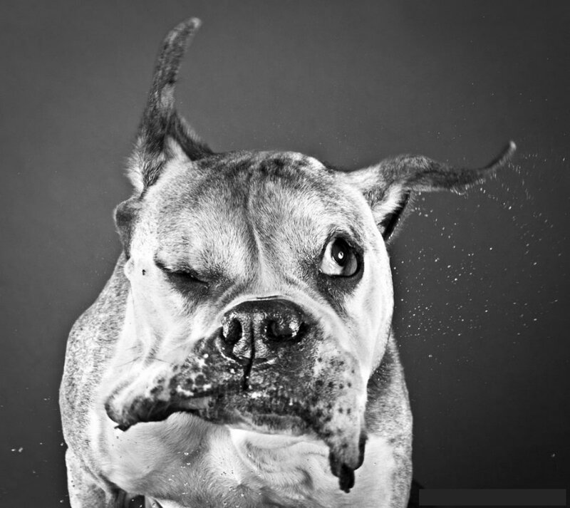 Dog Shaking Head — Black