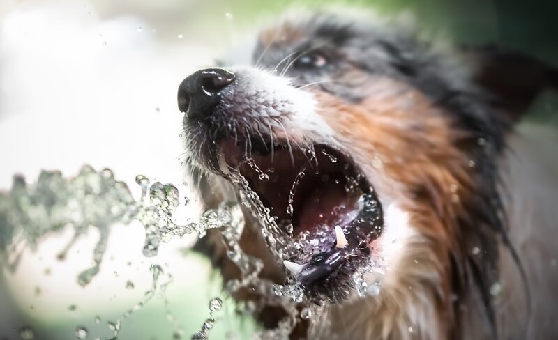 Dog Shaking Head — Brown, Active