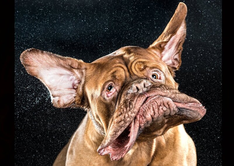 Dog Shaking Head — Brown, Dramatic