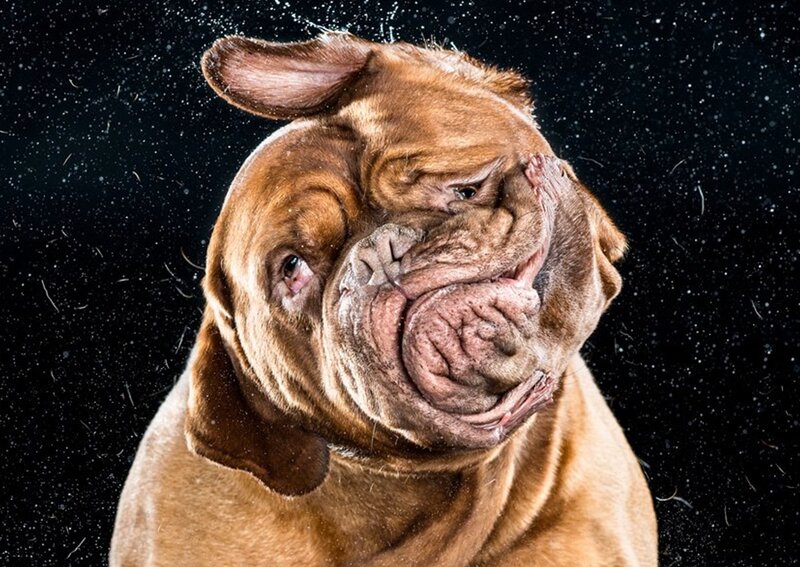 Dog Shaking Head — Brown