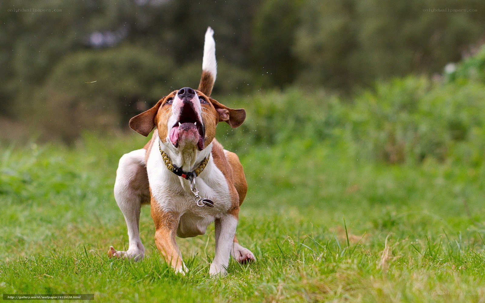 dog shaking head in grass