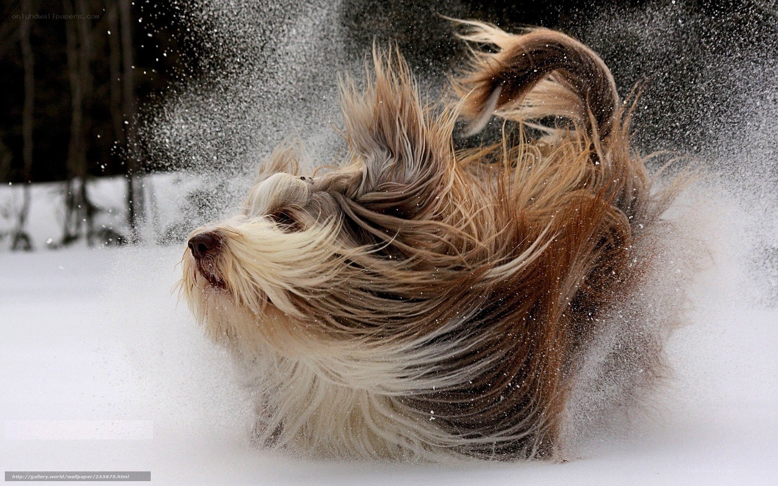 dog shaking off snow