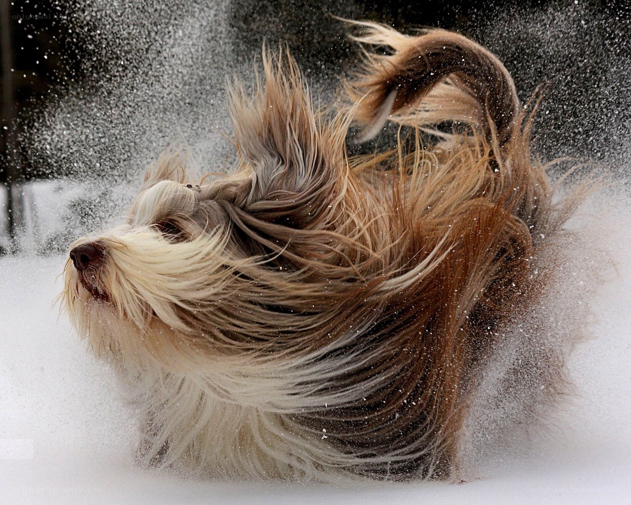 dog shaking off snow
