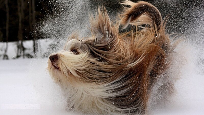 dog shaking off snow