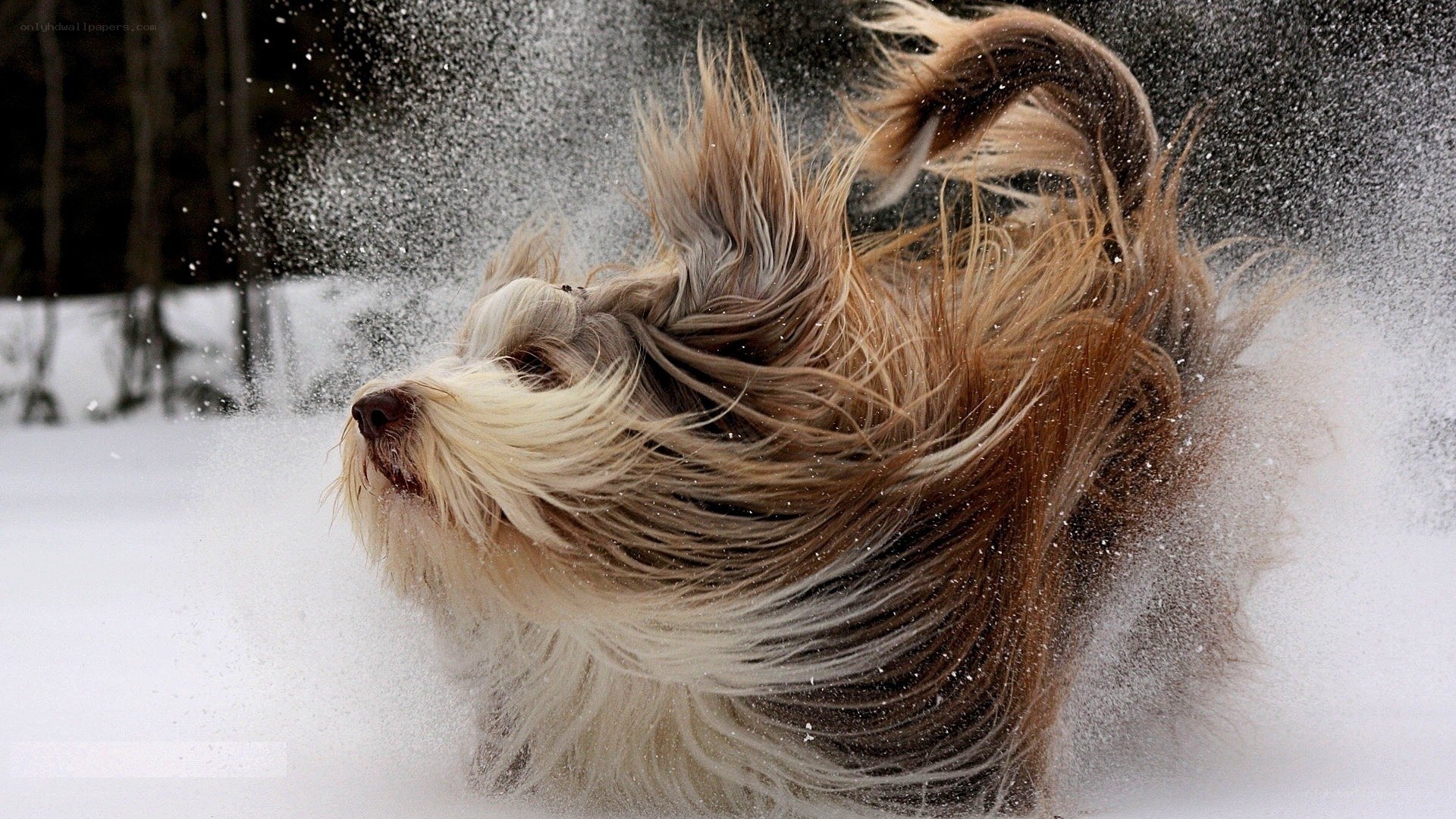 dog shaking off snow