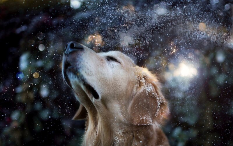 dog shaking off snow