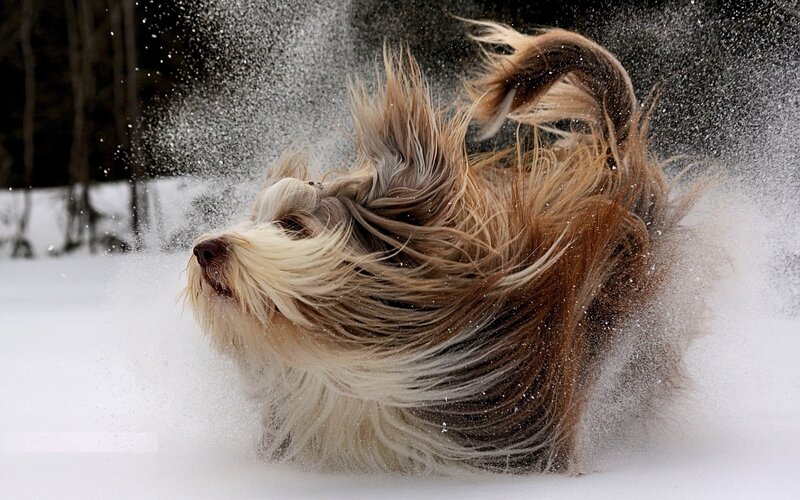 Dog shaking off snow