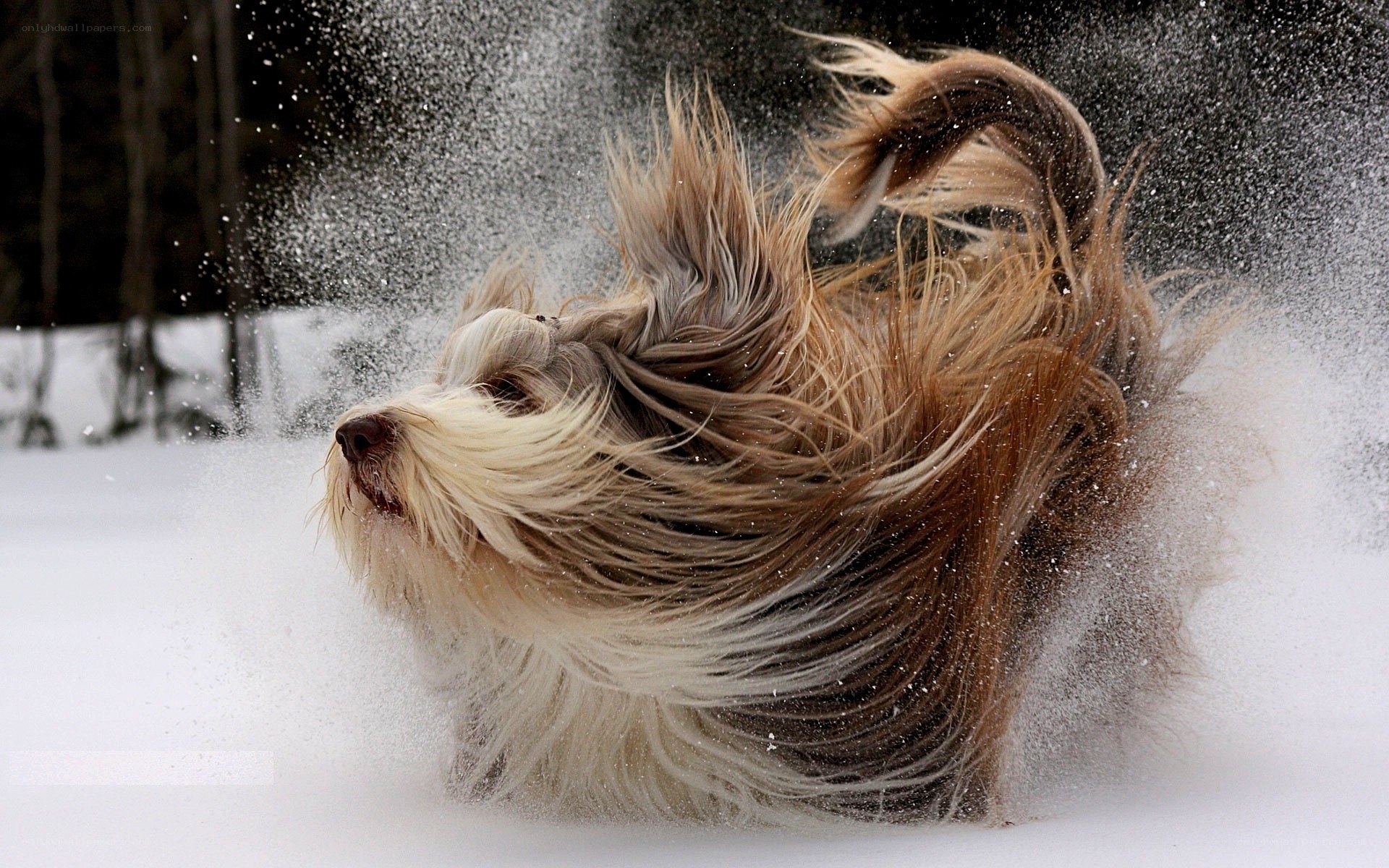 Dog shaking off snow