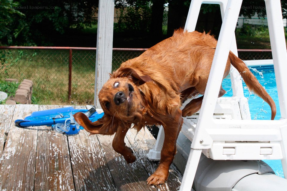 dog shaking off water