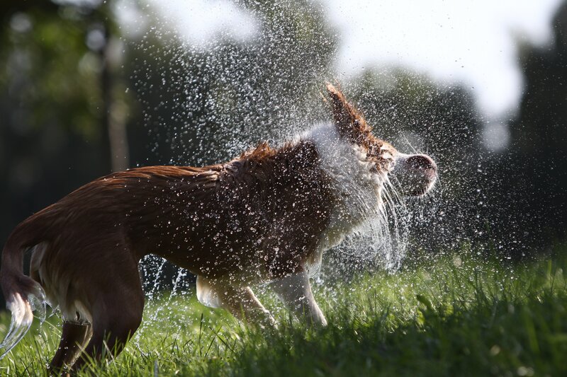 dog shaking off water