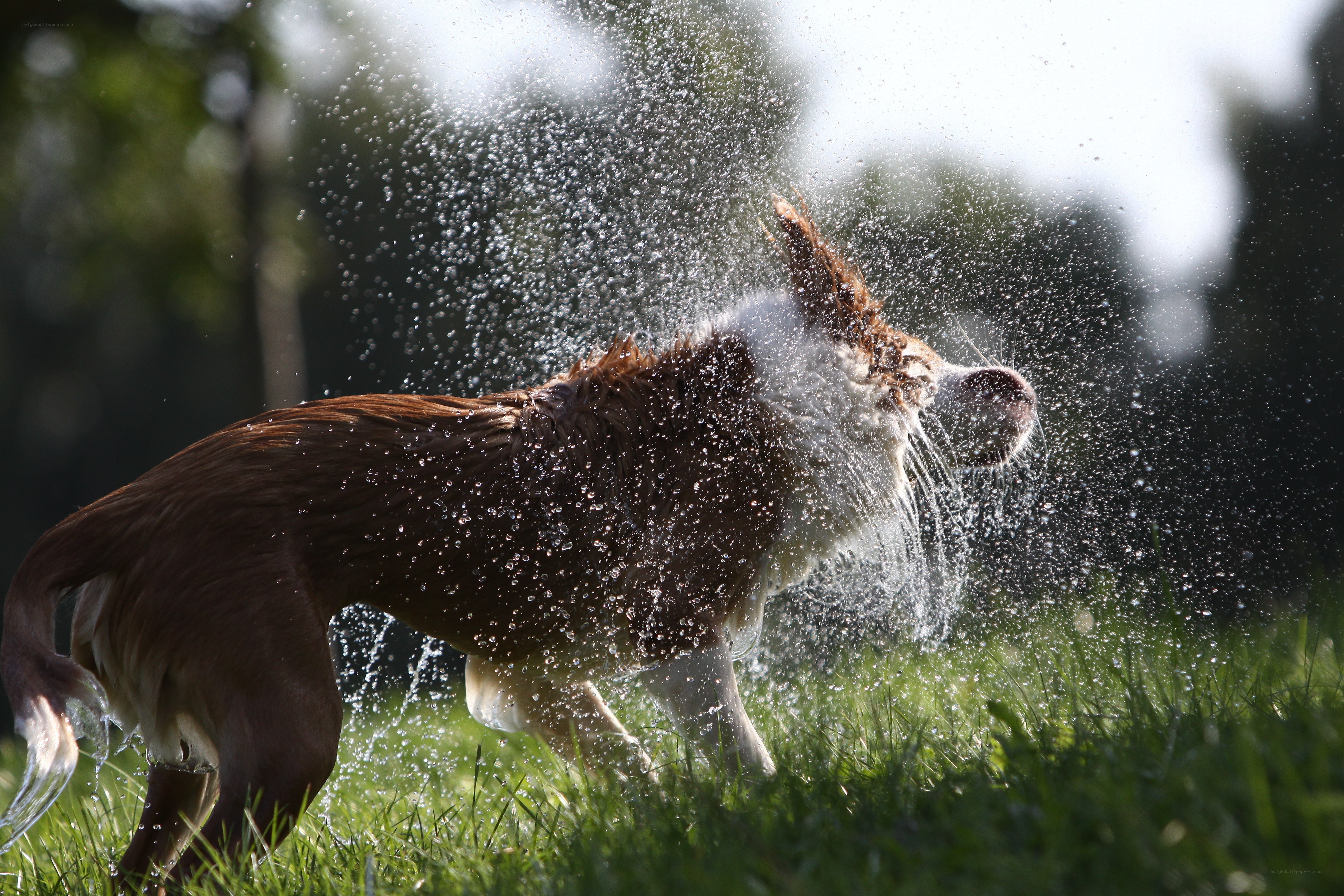 dog shaking off water
