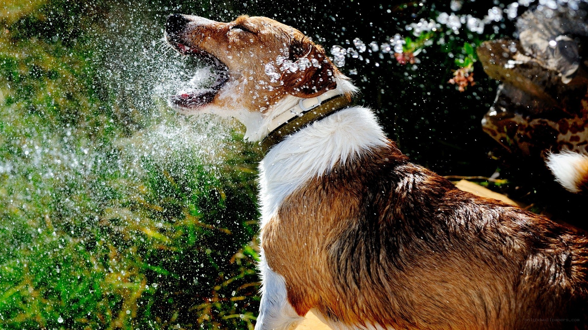 dog shaking off water