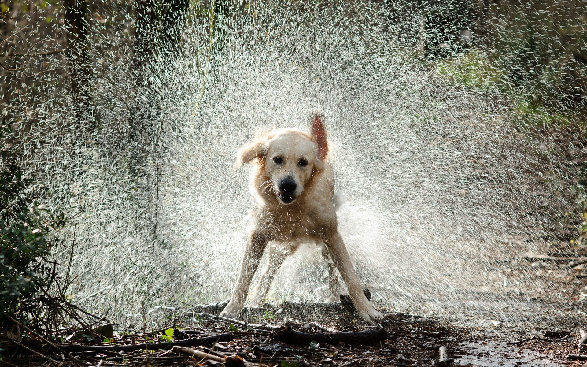 dog shaking off water