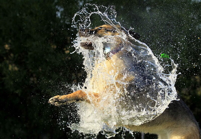 dog shaking off water