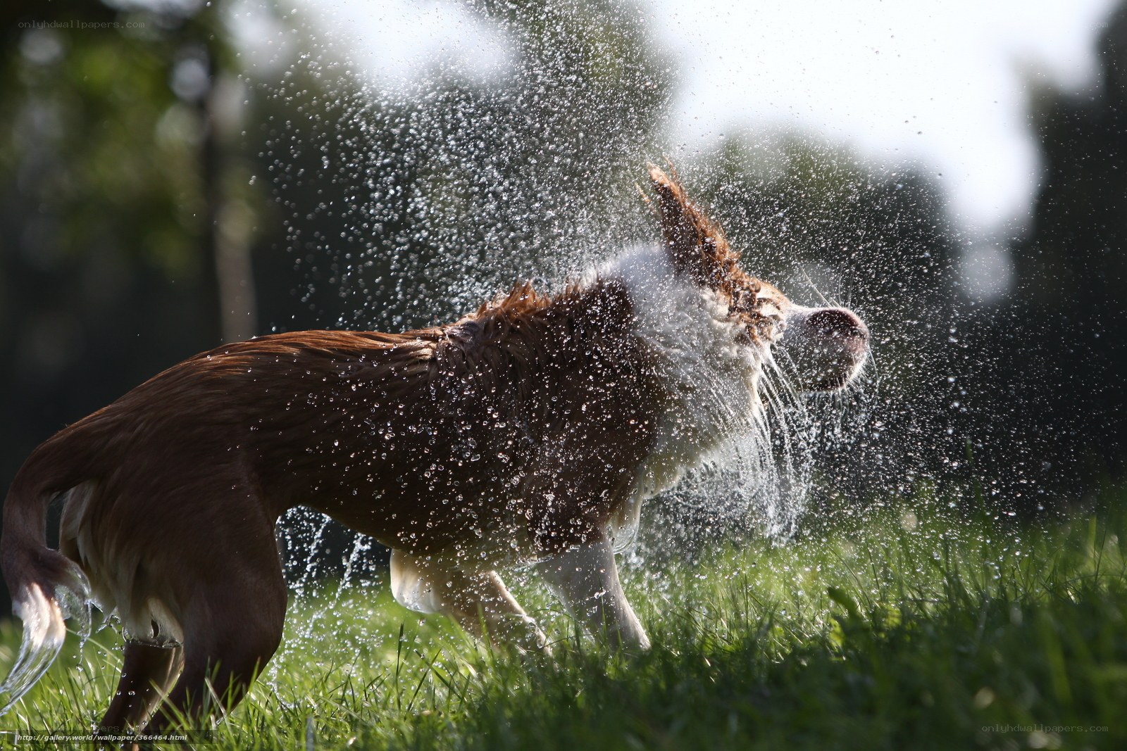 Dog shaking off water