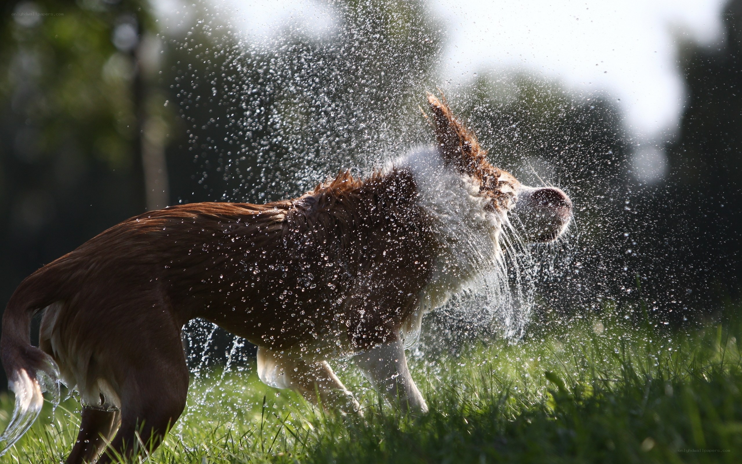 dog shaking off water