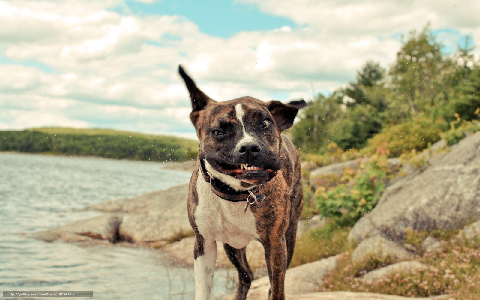 dog shaking off water