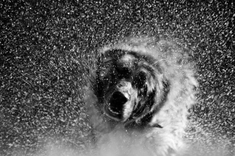 Dog Shaking Off Water — Black