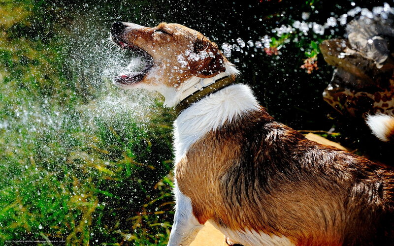 Dog Shaking Off Water — Brown, Active