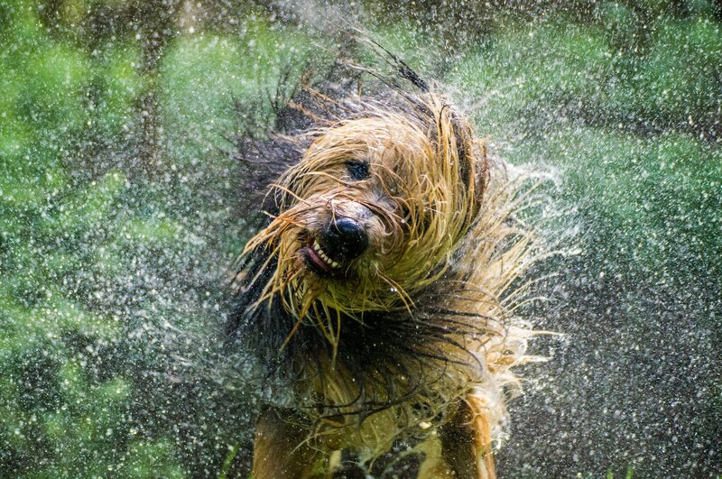 Dog Shaking Off Water — Brown