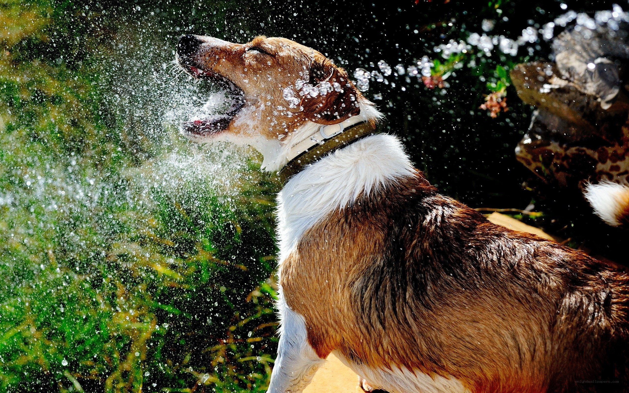 dog shaking off water
