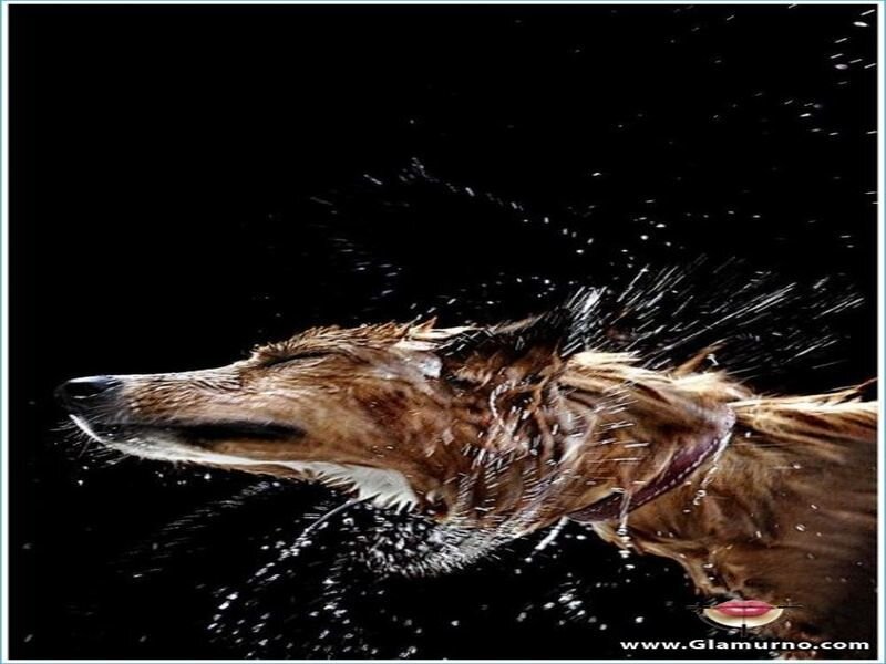 Dog Shaking Water — Brown, Dramatic