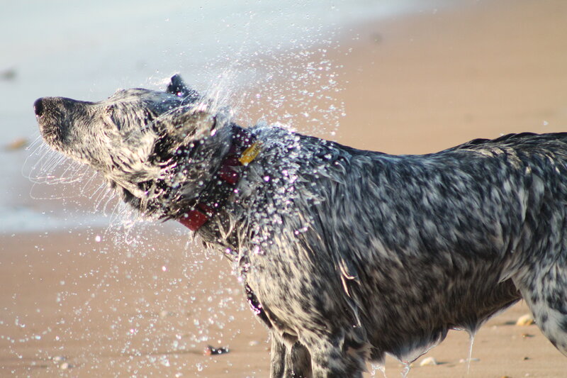 Dog Shaking Water — Gray