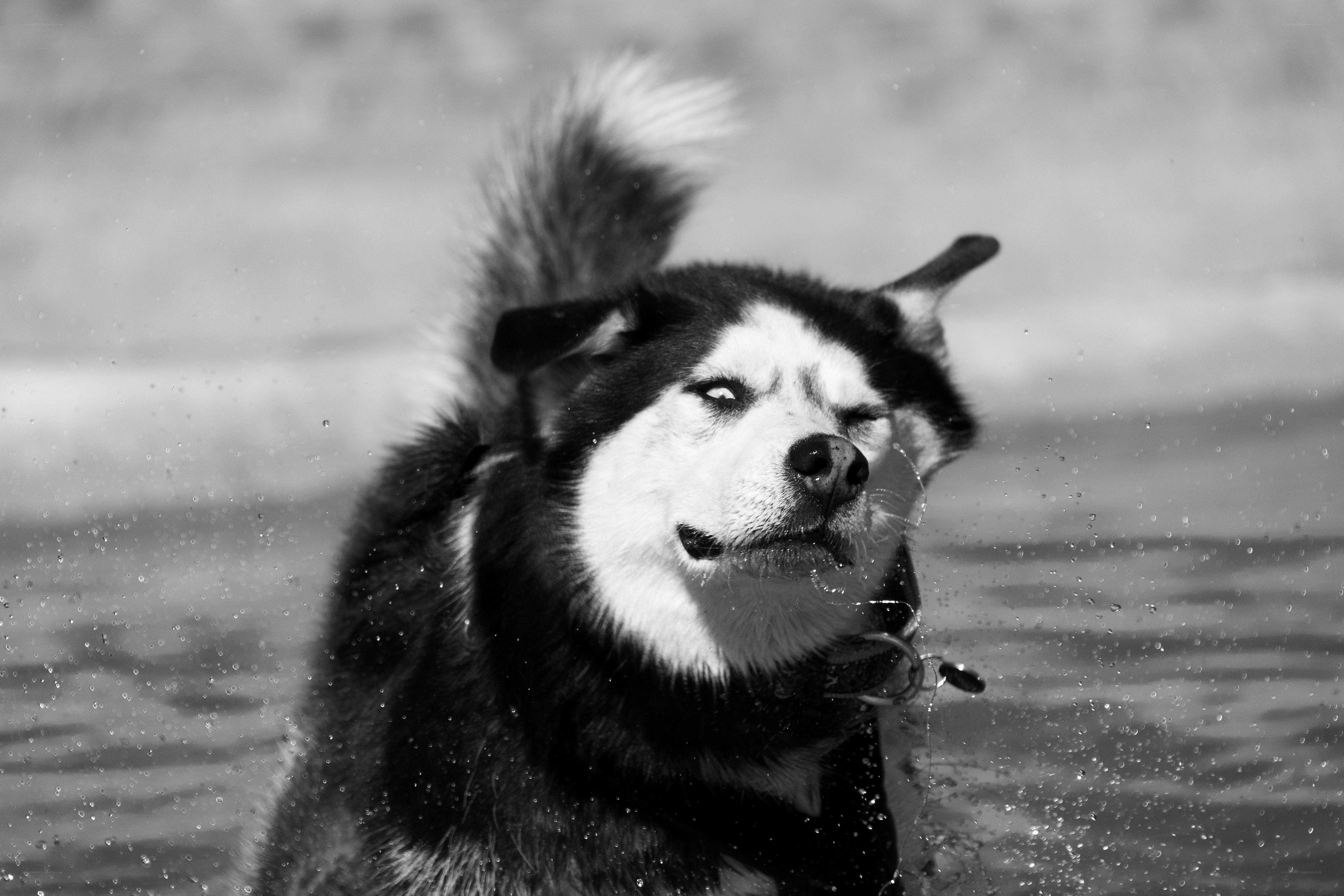 dog shaking water off