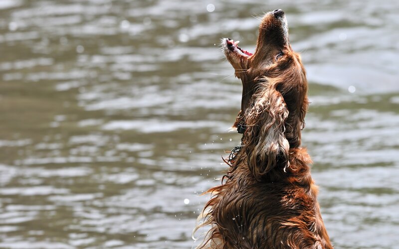 dog shaking water off