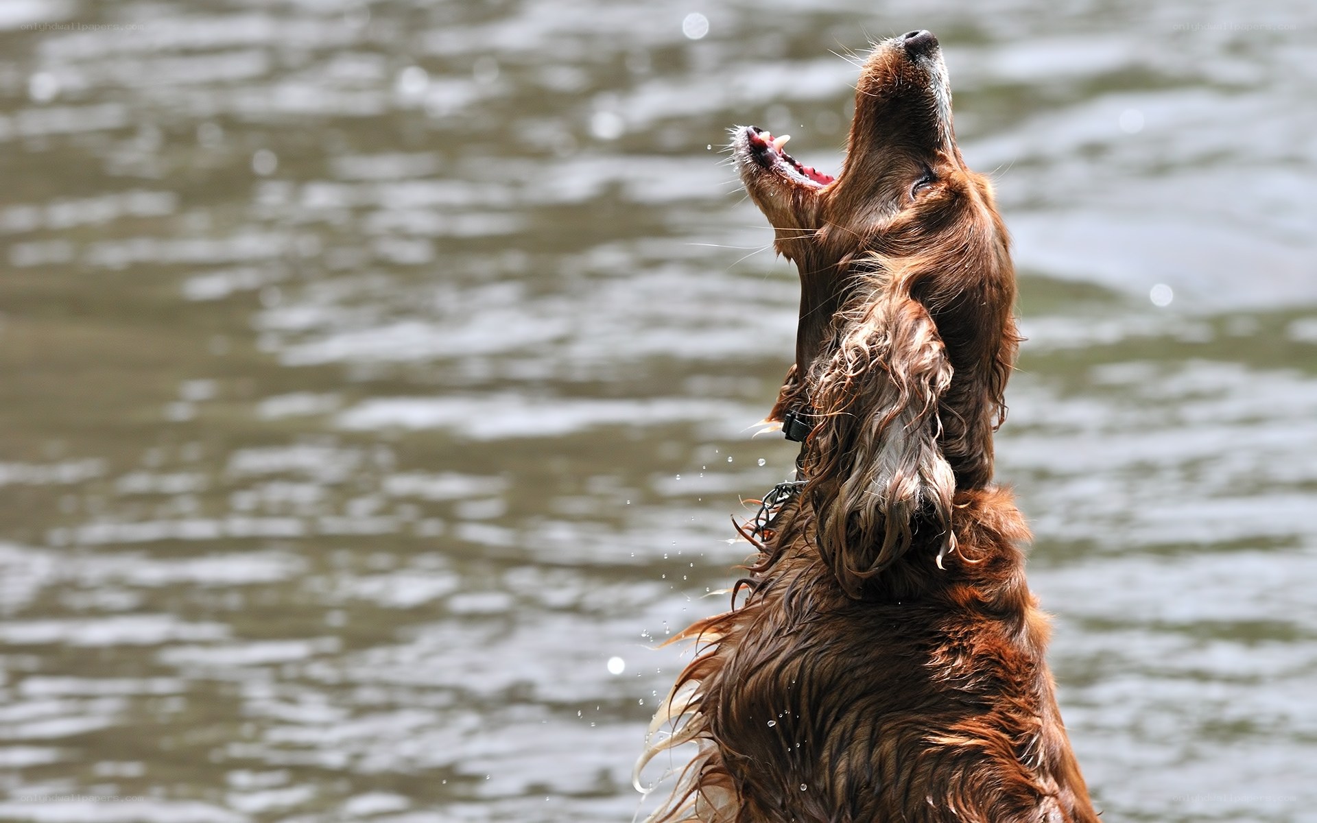 dog shaking water off