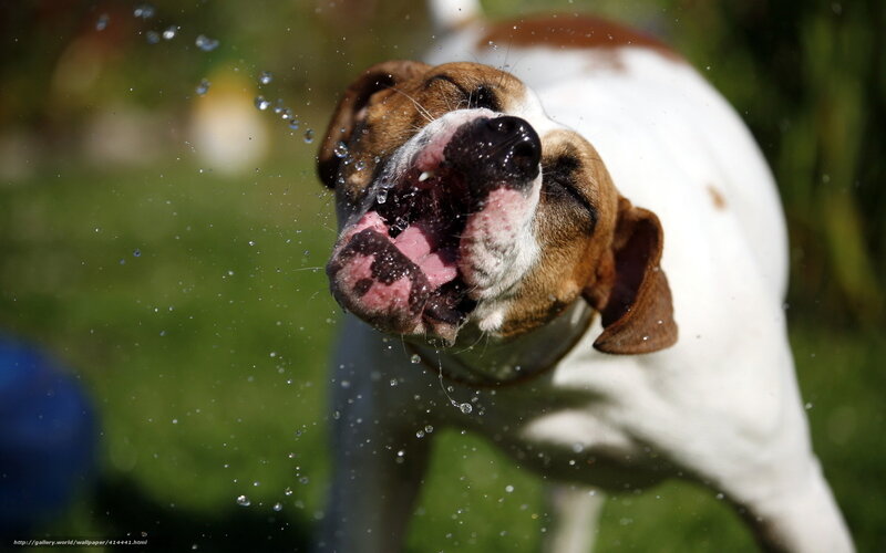 Dog Shaking Water — White