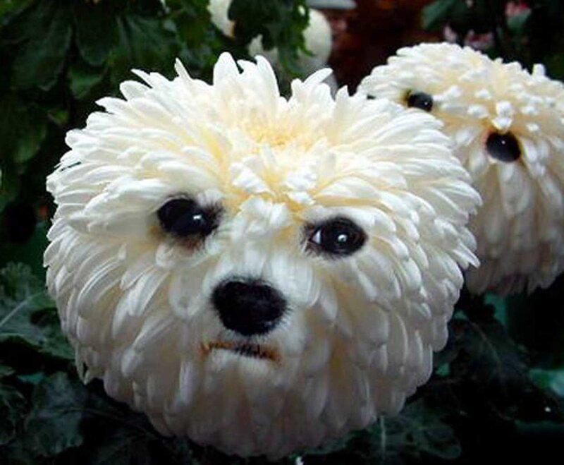 dog-shaped chrysanthemum flowers