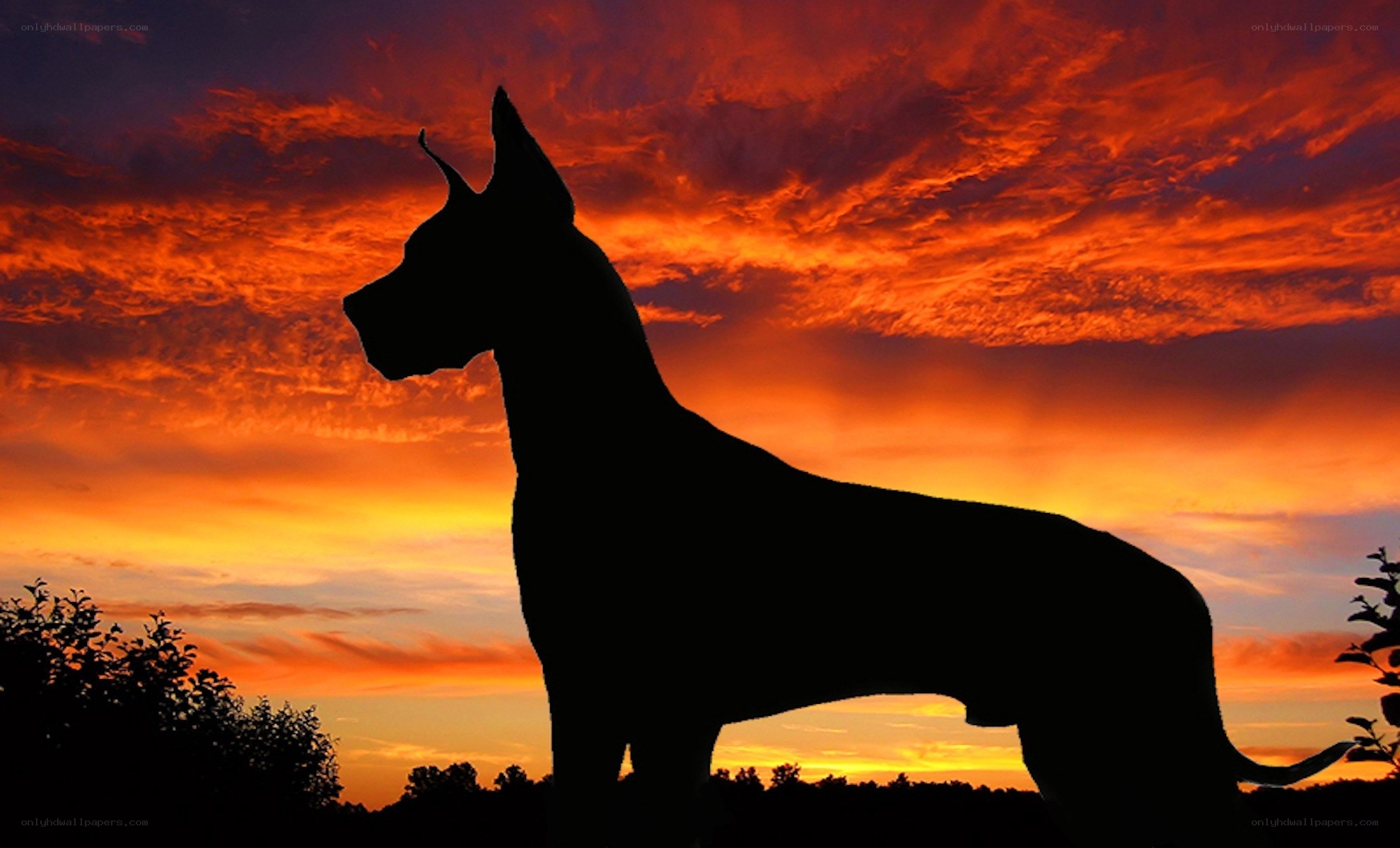 dog silhouette at sunset