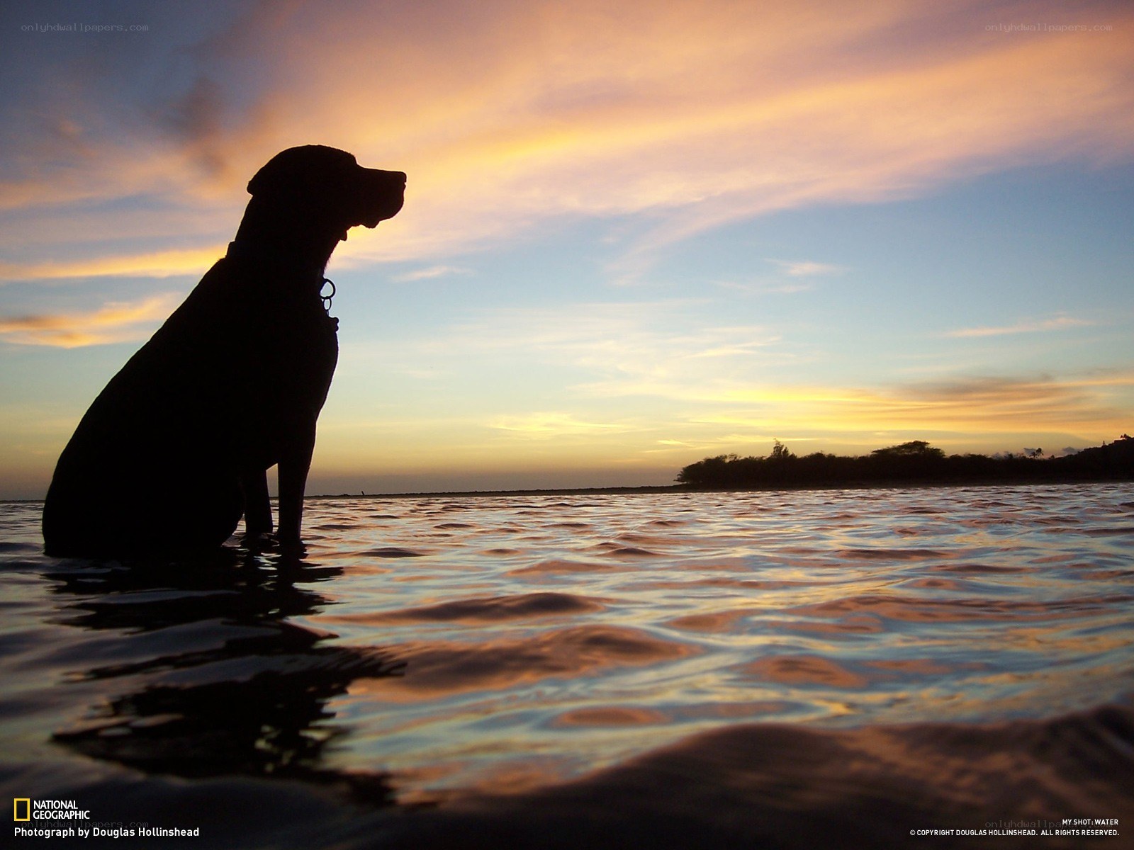 Dog Silhouette at Sunset
