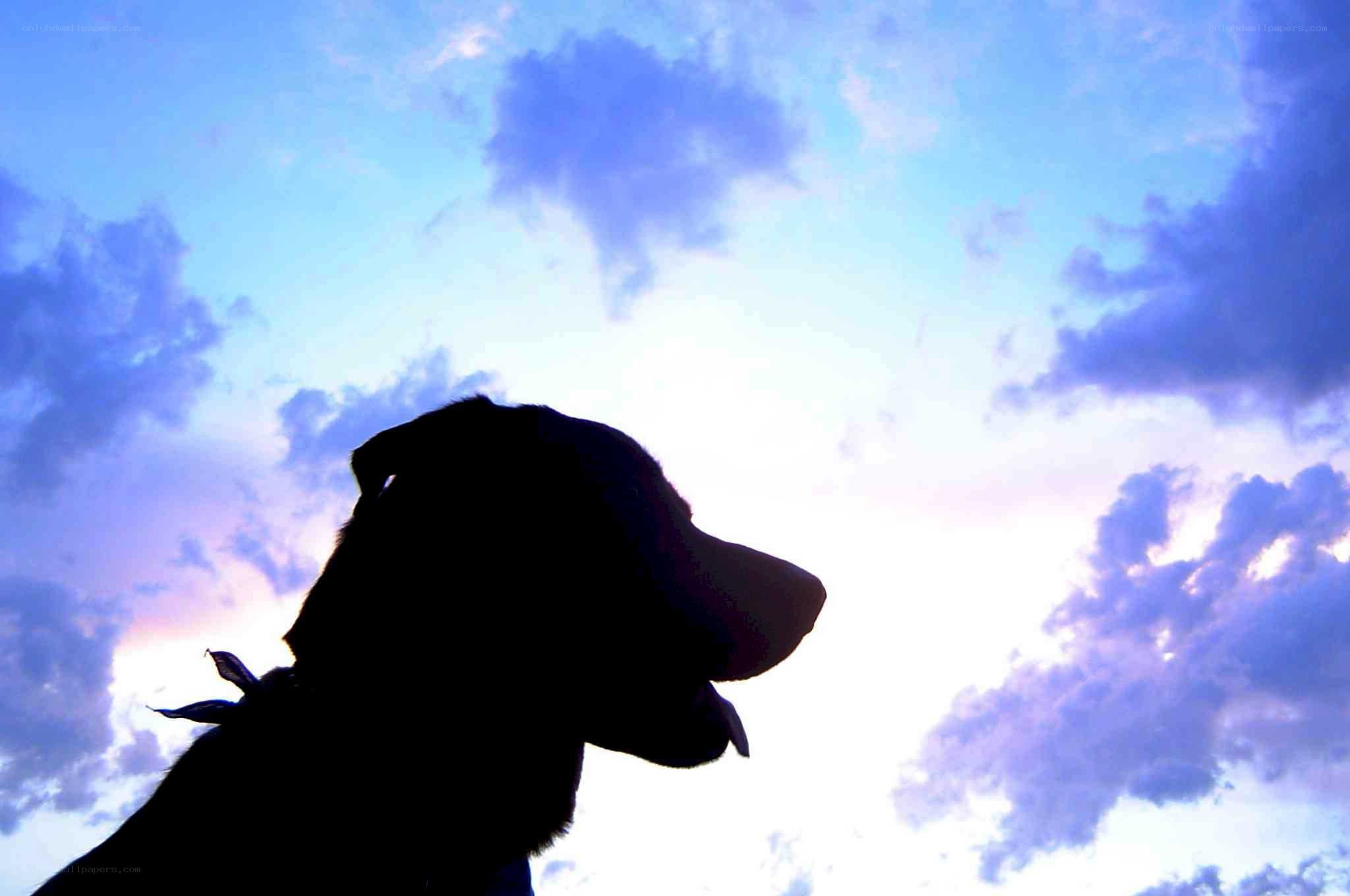 dog silhouette at sunset