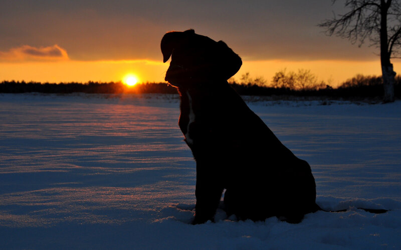 dog silhouette at sunset