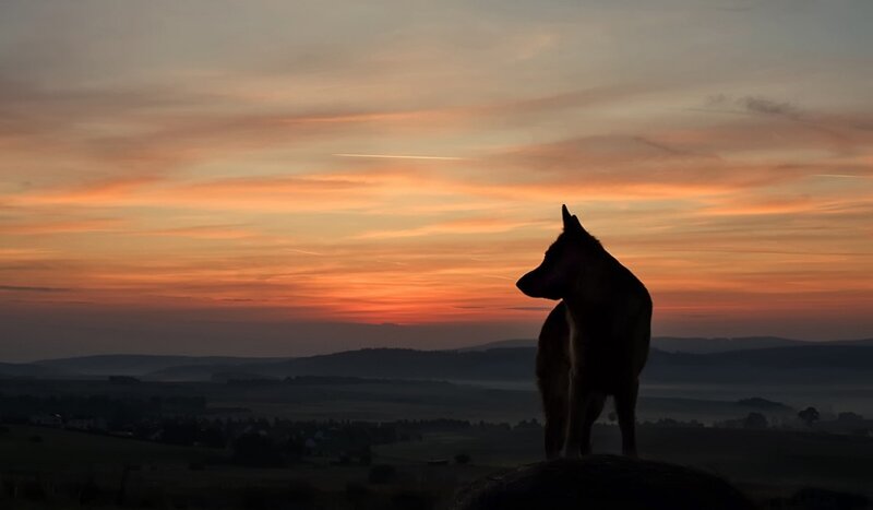 dog silhouette at sunset