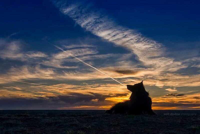 Dog Silhouette at Sunset — Blue