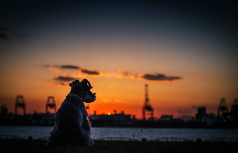 Dog Silhouette at Sunset — Orange, Serene, Photograph, Cityscape
