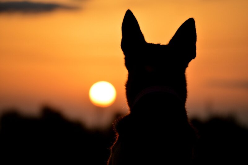 Dog Silhouette at Sunset — Orange, Serene