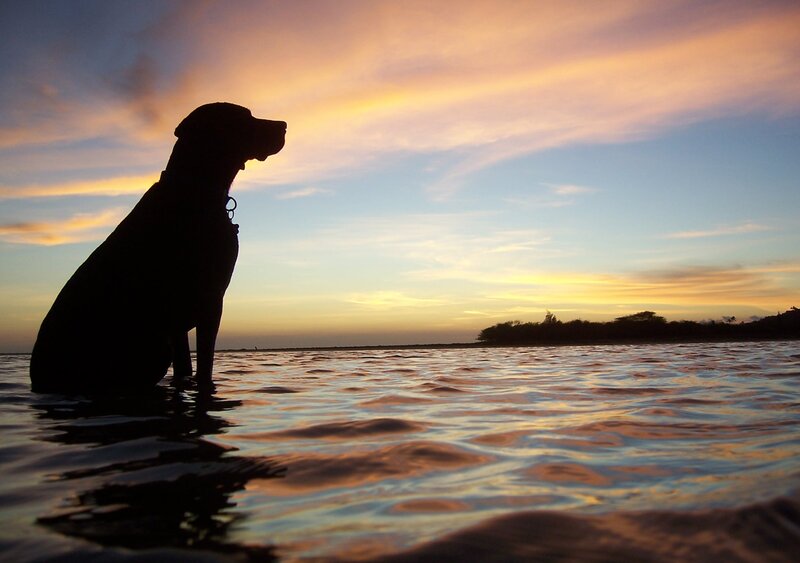 Dog Silhouette at Sunset — Orange