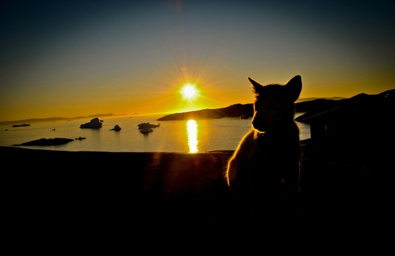 Dog Silhouette at Sunset — Yellow
