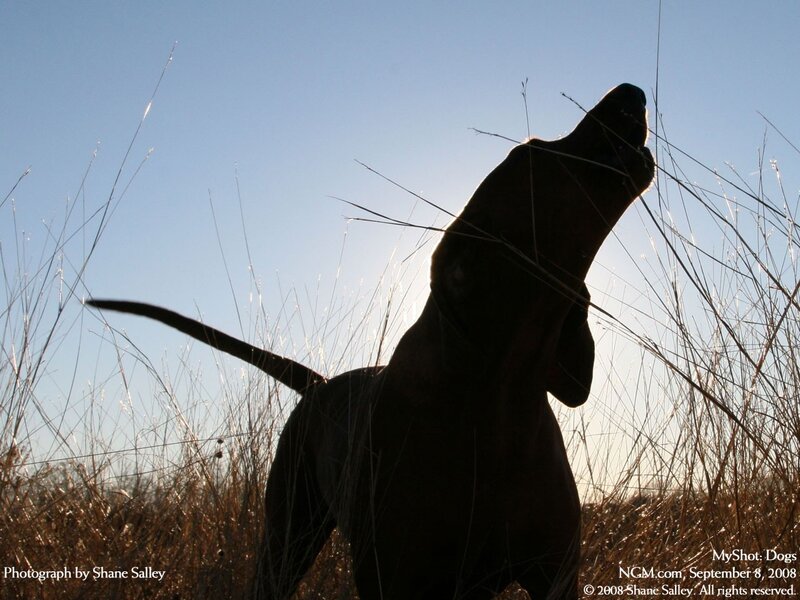 dog silhouette in tall grass