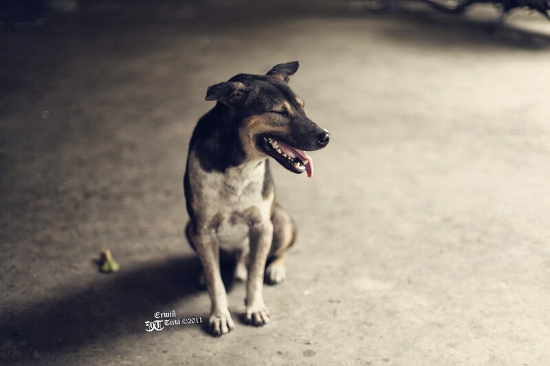dog sitting and panting