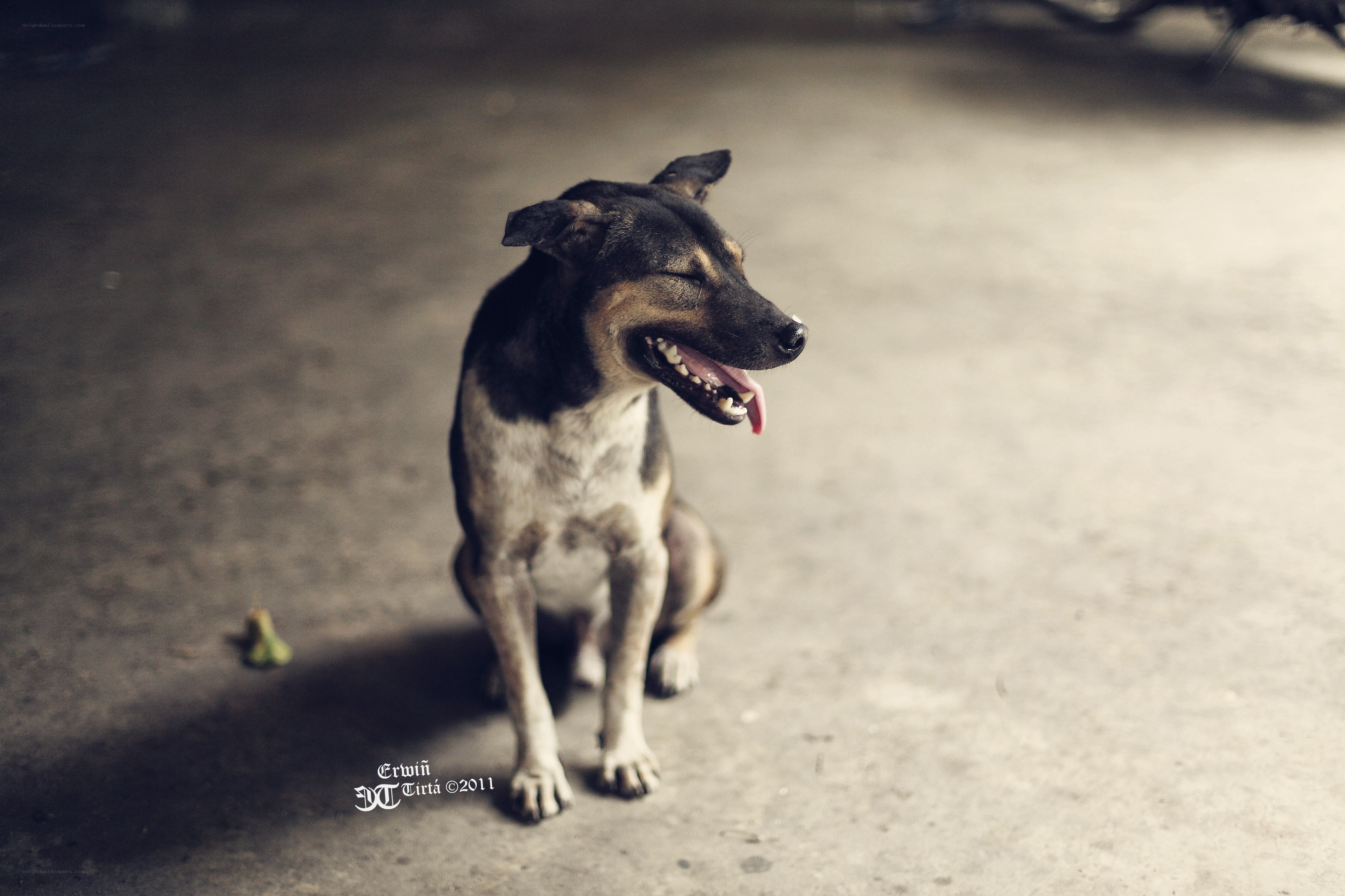 dog sitting and panting